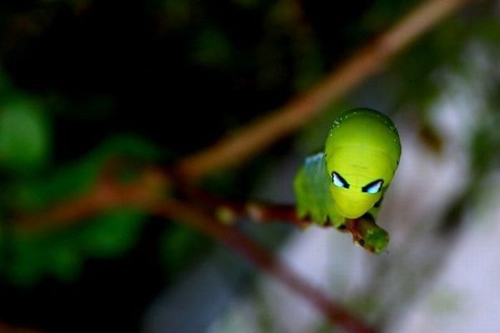 aliens_bugs_01 aliens_bugs_01