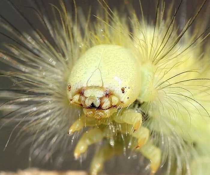 aliens_bugs_02 aliens_bugs_02