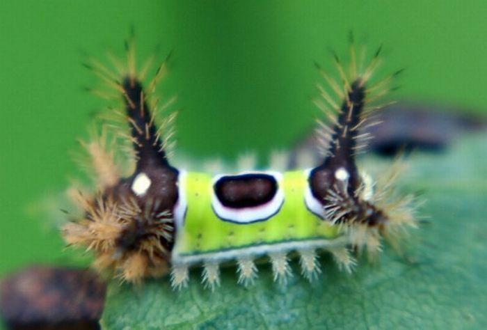aliens_bugs_03 aliens_bugs_03
